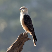 Yellow-headed Caracara